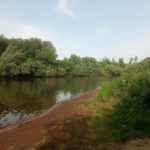 Мертвые рыбы на берегу Алатыря